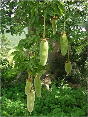 A 20-Year Journey Through an Orphan African Baobab (Adansonia digitata L.) Towards Improved Food and Nutrition Security in Africa